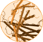 PK/PD of Novel Constructs